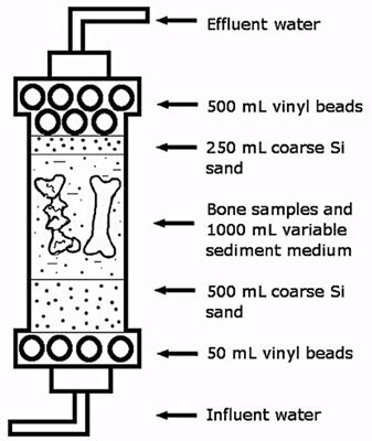 Role of Sediment Size and Biostratinomy on the Development of Biofilms in Recent Avian Vertebrate Remains